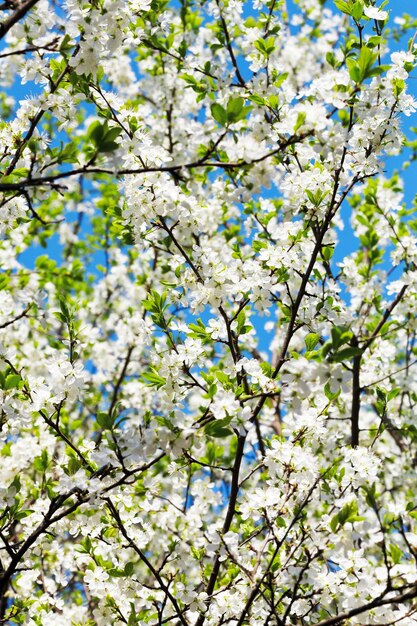 Ramita y corona de cerezo en flor blanca