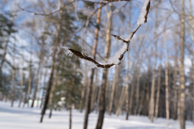 Ramita cubierta de escarcha en el bosque de invierno