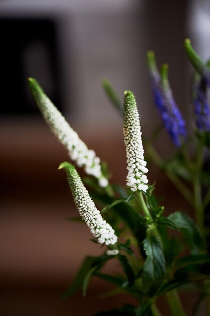 Ramita flor azul y blanca Cerrar