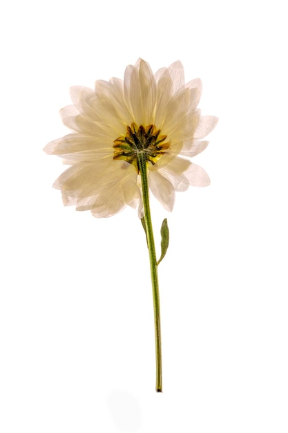 Una ramita de una flor seca de un herbario sobre un fondo blanco.