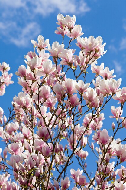 Ramita floreciente del árbol de magnolia en el cielo azul con fondo de nubes