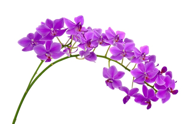 Foto ramita floreciente de la orquídea púrpura aislada en el fondo blanco.