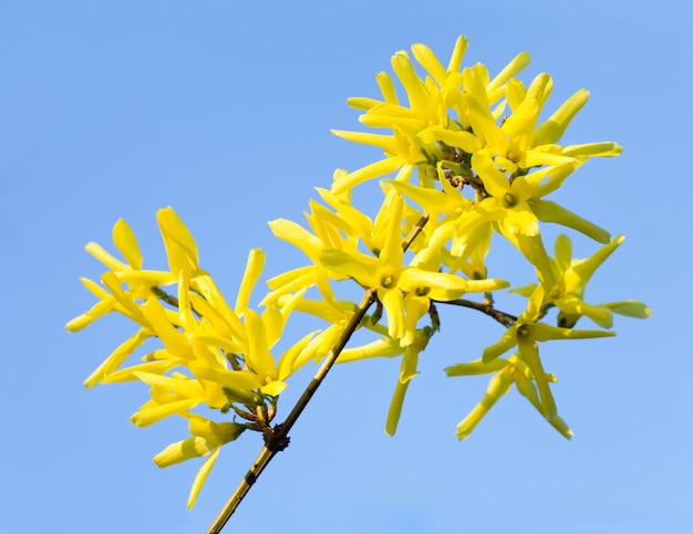 Ramita floreciente de primavera de Forsythia bush amarillo (en la superficie del cielo azul)