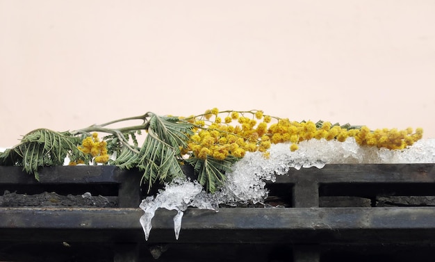 Una ramita de flores amarillas de mimosa en una barandilla cubierta de nieve con carámbanos