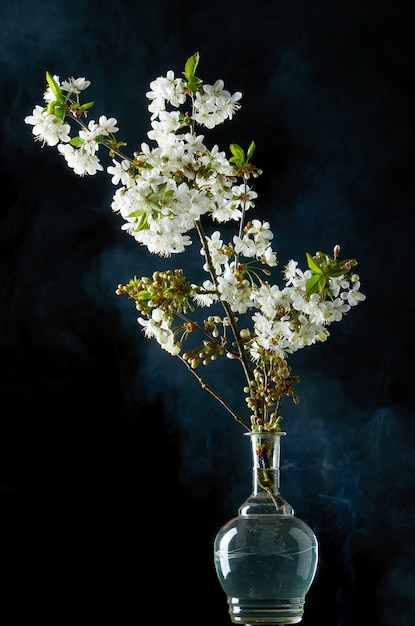 Ramita de flores de cerezo en humo y gotas de agua sobre negro