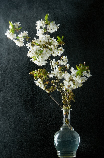 Ramita de flores de cerezo en humo y gotas de agua sobre negro