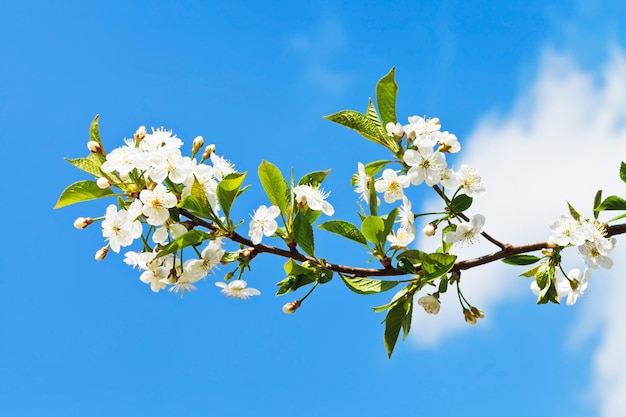 Foto ramita de flores de cerezo