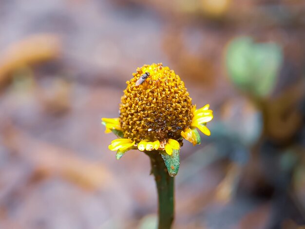 Foto una ramita de flores silvestres