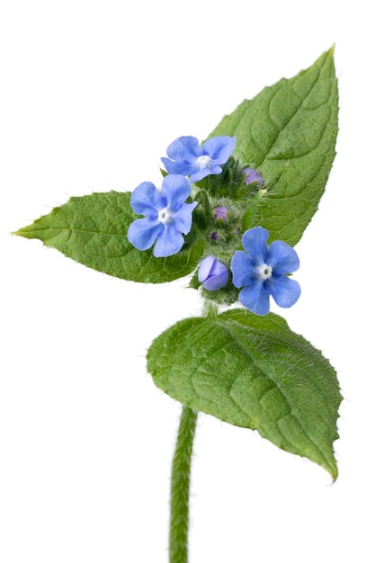 Ramita fresca entera de la planta de Anchusa con flores azules