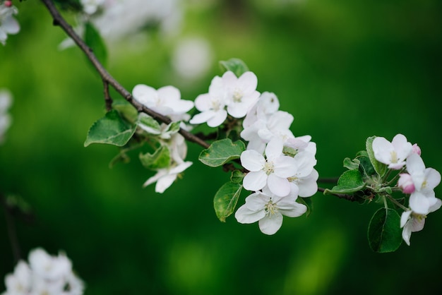 Ramita fresca del manzano floreciente en una naturaleza verde brillante. Jardín de primavera Textura floral Enfoque suave. De cerca.