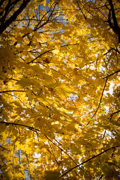 Ramita de hojas de arce japonés de color verde rojo con luz solar en otoño. Hojas rojas amarillas en los árboles contra el cielo azul. foto de alta calidad