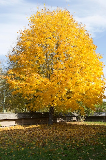 Ramita de hojas de arce japonés de color verde rojo con luz solar en otoño. Hojas rojas amarillas en los árboles contra el cielo azul. foto de alta calidad