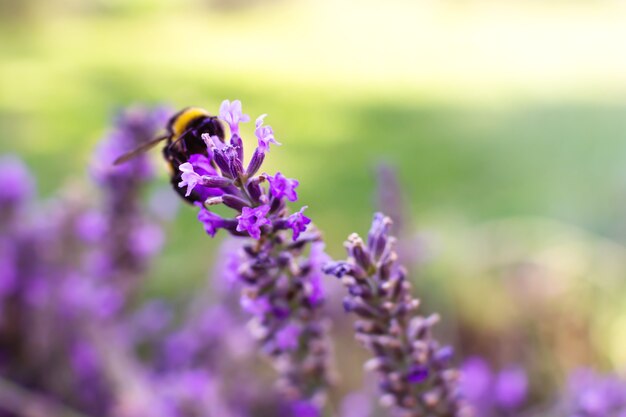 Ramita de lavanda lila de lavanda en el jardín de lavanda en flor de primer plano