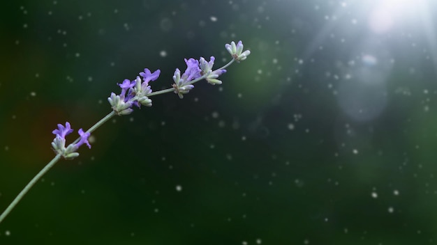 Ramita de lavanda sobre un fondo verde oscuro con un rayo de sol Lugar para agregar texto Spa de hierbas aromáticas