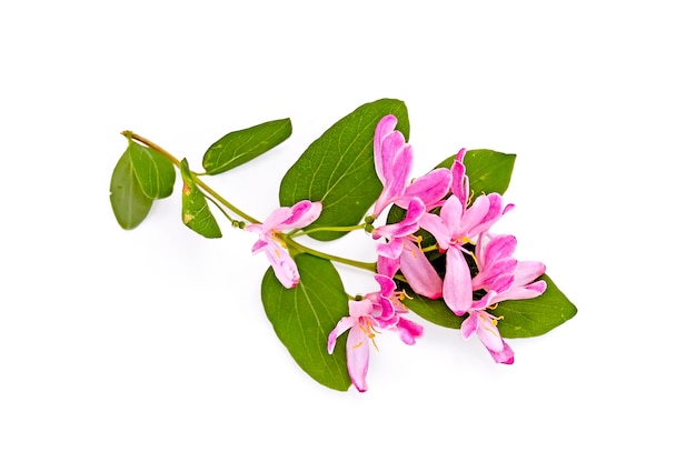 Ramita de madreselva con flores rosas y hojas verdes aisladas sobre fondo blanco.
