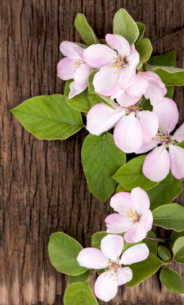 Ramita de manzana floreciente, membrillo en una tabla de madera