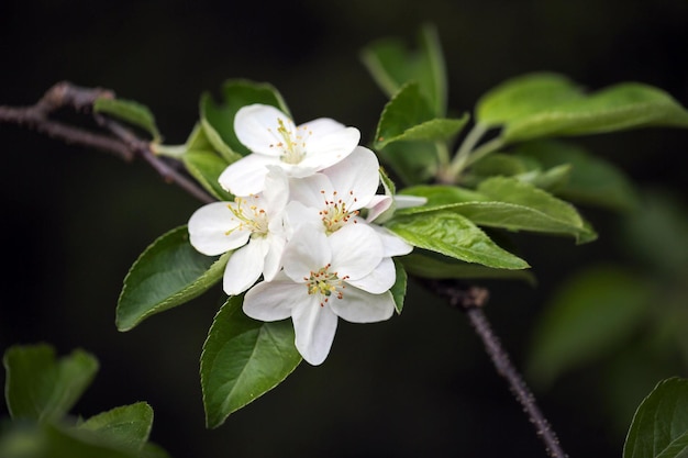 Ramita de manzano floreciente en el huerto de primavera