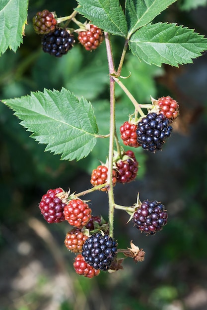 Ramita con moras maduras en temporada de verano