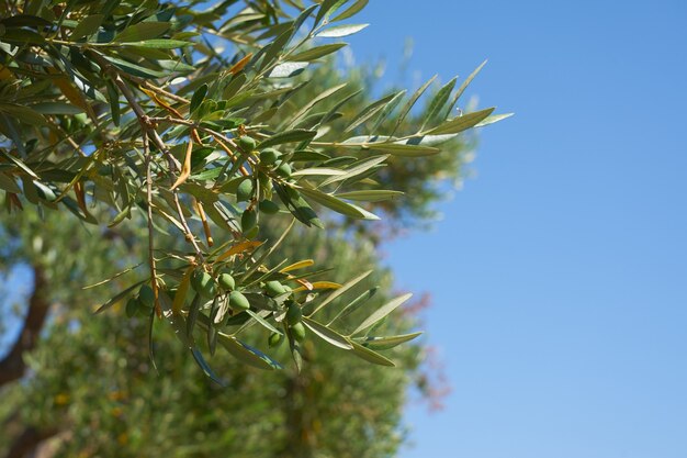 Una ramita de olivo con aceitunas verdes y cielo azul de fondo.