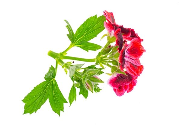 Ramita pequeña con flor de pellargonium rosa con hojas verdes aisladas en blanco