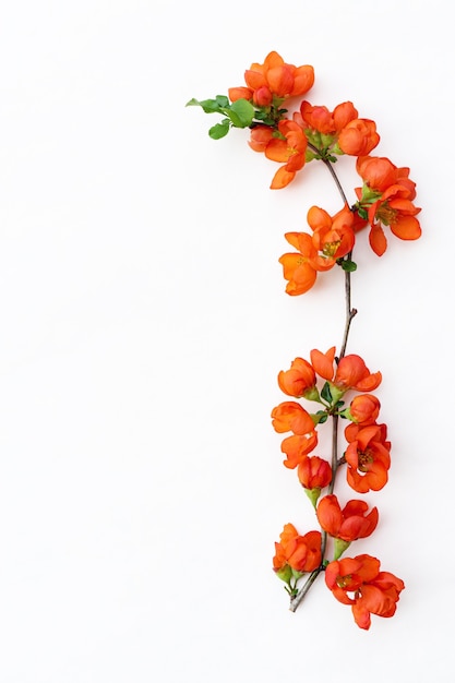 Ramita de primavera delicada con flores de membrillo brillante de cerca sobre un fondo blanco.