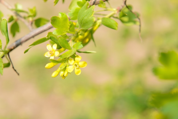 Ramita de primavera hermosa con flores amarillas y hojas, al aire libre