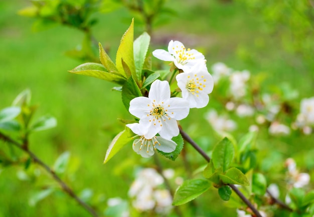 Ramita de primer plano de flores de cerezo