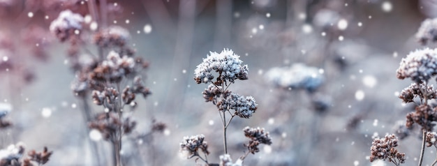 Ramita seca cubierta por nieve esponjosa. Paisaje de invierno. Fondo de Navidad con copos de nieve blancos. Luz del sol en el bosque de invierno.