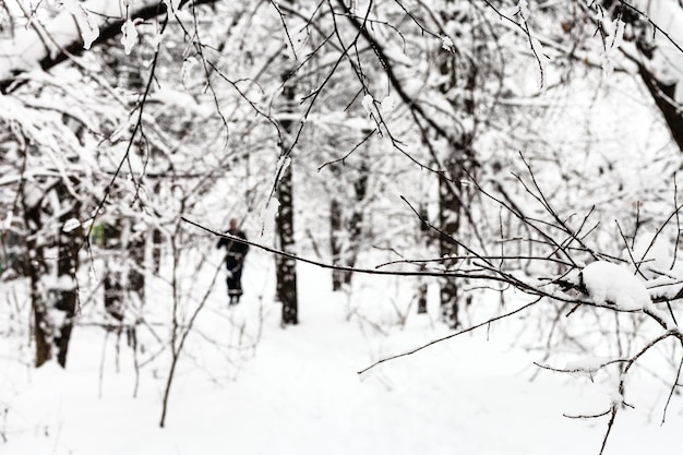 Ramita sobre pista de esquí en bosque nevado en día de invierno