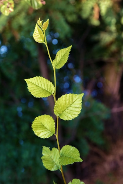 Ramita verde delgada con hojas grandes