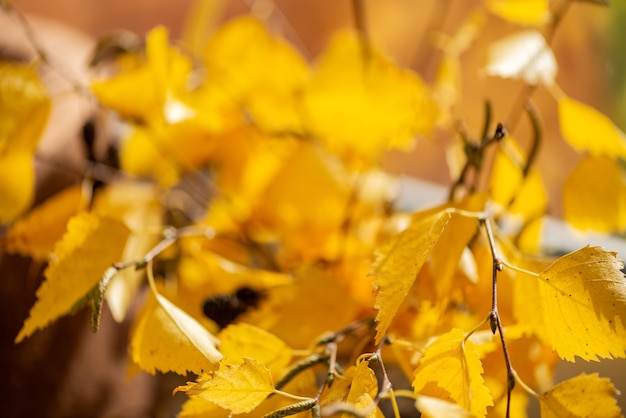 Ramitas de abedul con temporada de otoño amarillo deja fondo natural borroso