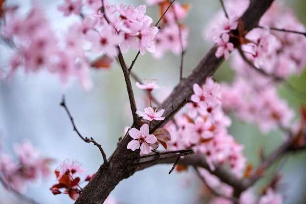 Ramitas de albaricoquero con flores rosas florecientes a principios de primavera.