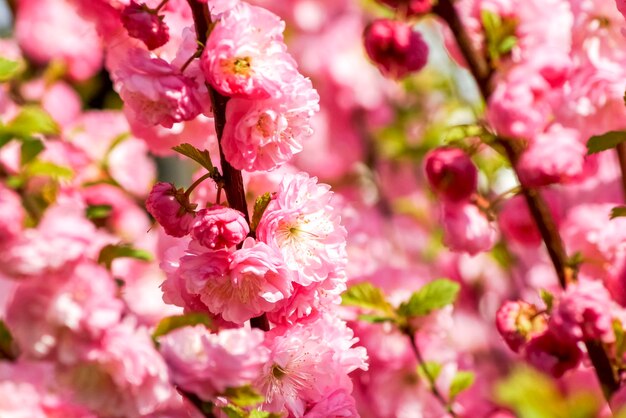 Ramitas de almendro con flores rosas