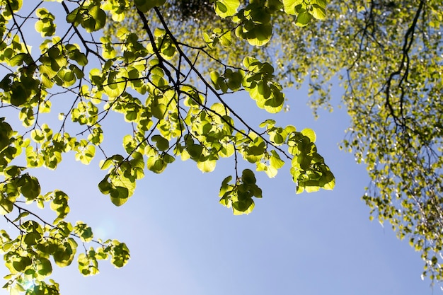 Ramitas de un árbol con follaje en primavera contra el cielo azul de la luz del sol