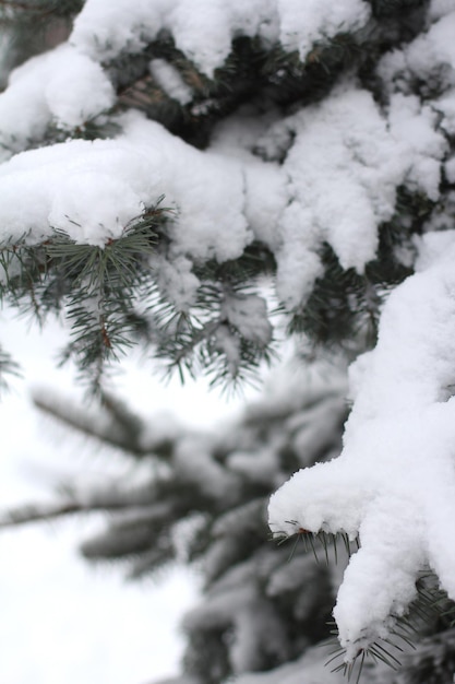 Ramitas de un árbol de Navidad azul en la nieve en invierno