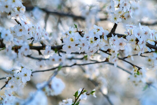 Ramitas de árboles frutales con flores de pétalos blancos y rosas en flor en el jardín de primavera.