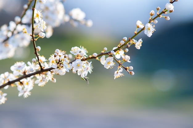 Ramitas de árboles frutales con flores de pétalos de rosa y blanco en flor en el jardín de primavera.