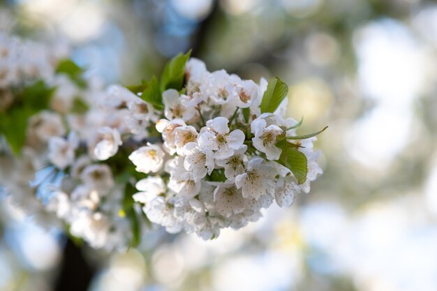 Ramitas de árboles frutales con flores de pétalos de rosa y blanco en flor en el jardín de primavera.