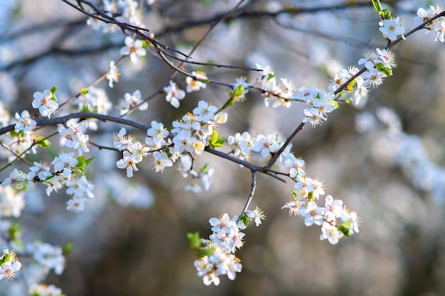 Ramitas de árboles frutales con flores de pétalos de rosa y blanco en flor en el jardín de primavera.