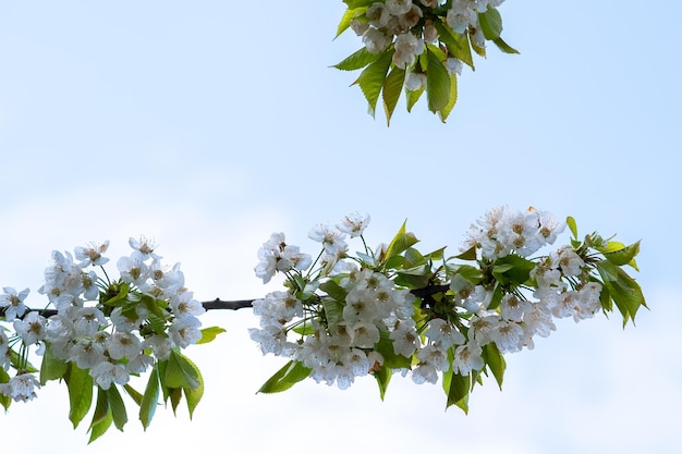 Ramitas de árboles frutales con flores de pétalos de rosa y blanco en flor en el jardín de primavera.