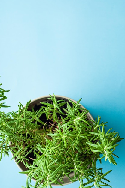 ramitas de arbusto de romero aroma de especias verdes sobre fondo azul plantas en crecimiento en casa