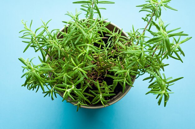 ramitas de arbusto de romero aroma de especias verdes sobre fondo azul plantas en crecimiento en casa