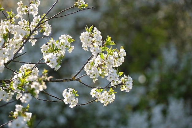 Ramitas de cerezo con flores blancas en flor a principios de primavera.