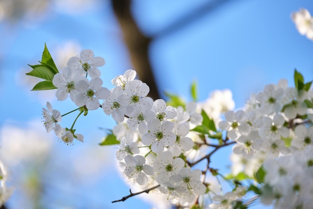 Ramitas de cerezo con flores blancas en flor a principios de primavera