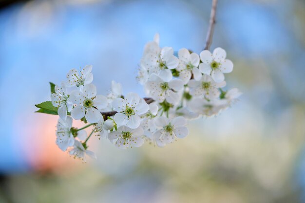 Ramitas de cerezo con flores blancas en flor a principios de primavera