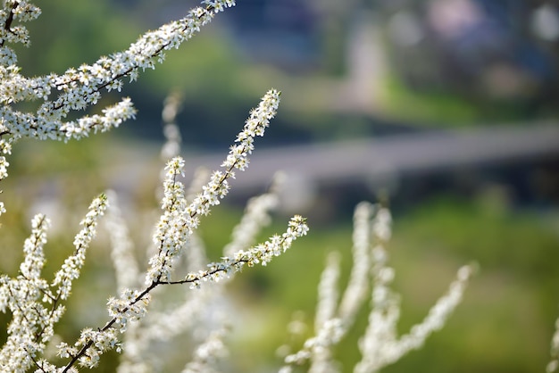 Ramitas de cerezo con flores blancas en flor a principios de primavera