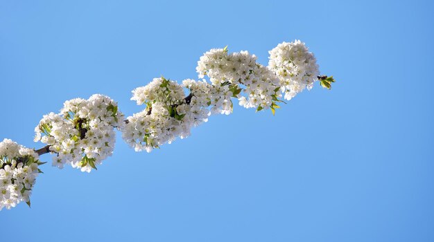 Ramitas de cerezo con flores blancas en flor a principios de primavera