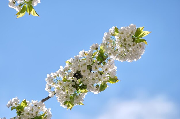 Ramitas de cerezo con flores blancas en flor a principios de primavera