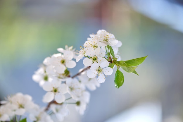 Ramitas de cerezo con flores blancas en flor a principios de primavera