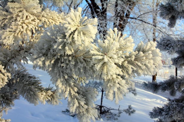 ramitas congeladas de pino